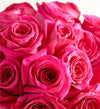 Contemporary Hot Pink Roses