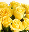 Yellow Roses