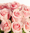 Pink Petal Roses