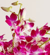 Exotic Breeze™ Orchids
