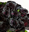 New Moon Black Roses™