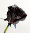 New Moon Black Roses™