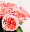 Pink Arbor Roses™
