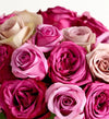 Contemporary Shades of Lavender Roses™