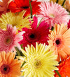 Happy Gerbera Daisies, 12-24 Stems