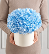 Magnificent Roses® Preserved Domani Blue Hydrangea