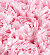 Magnificent Roses® Preserved Precious Peony